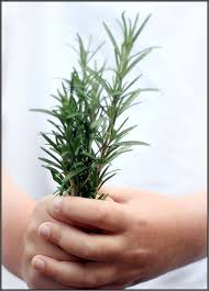 rosemary
