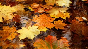 6877209-autumn-leaves