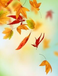 falling-leaf